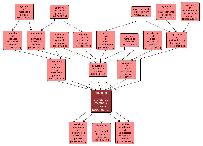 GO:0007553 - regulation of ecdysteroid metabolic process (interactive image map)