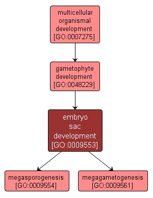 GO:0009553 - embryo sac development (interactive image map)