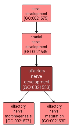 GO:0021553 - olfactory nerve development (interactive image map)