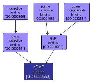 GO:0030553 - cGMP binding (interactive image map)