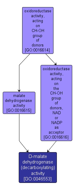 GO:0046553 - D-malate dehydrogenase (decarboxylating) activity (interactive image map)