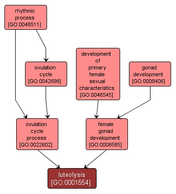 GO:0001554 - luteolysis (interactive image map)