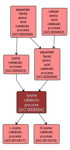 GO:0006554 - lysine catabolic process (interactive image map)