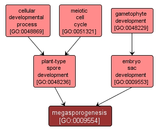 GO:0009554 - megasporogenesis (interactive image map)