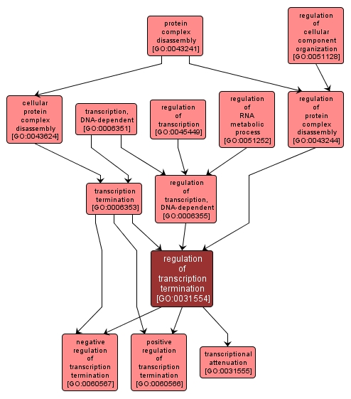 GO:0031554 - regulation of transcription termination (interactive image map)