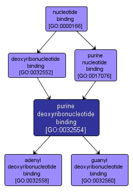 GO:0032554 - purine deoxyribonucleotide binding (interactive image map)