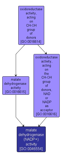 GO:0046554 - malate dehydrogenase (NADP+) activity (interactive image map)