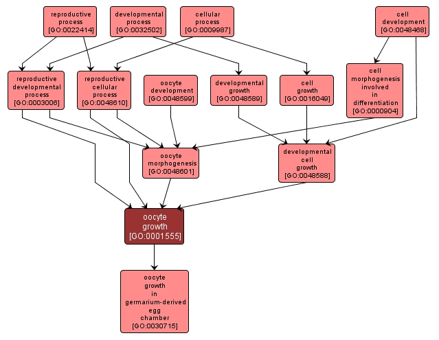 GO:0001555 - oocyte growth (interactive image map)