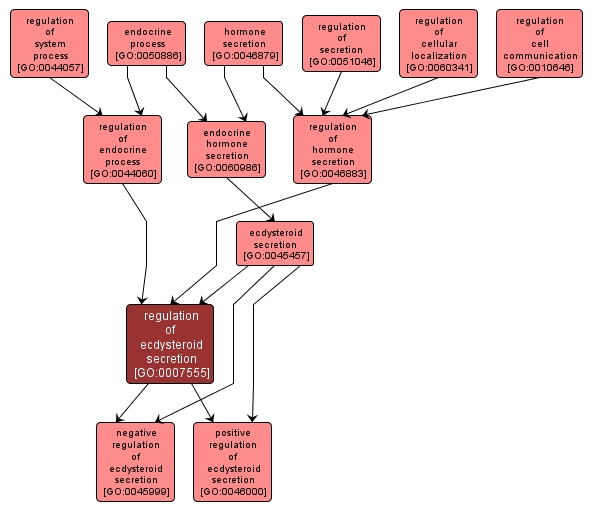 GO:0007555 - regulation of ecdysteroid secretion (interactive image map)