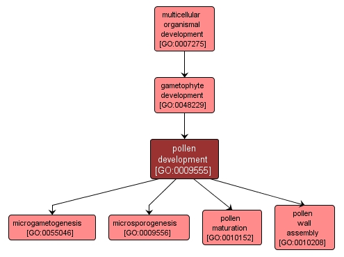 GO:0009555 - pollen development (interactive image map)