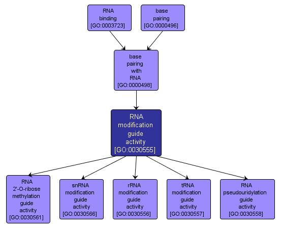 GO:0030555 - RNA modification guide activity (interactive image map)