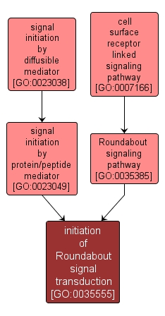 GO:0035555 - initiation of Roundabout signal transduction (interactive image map)