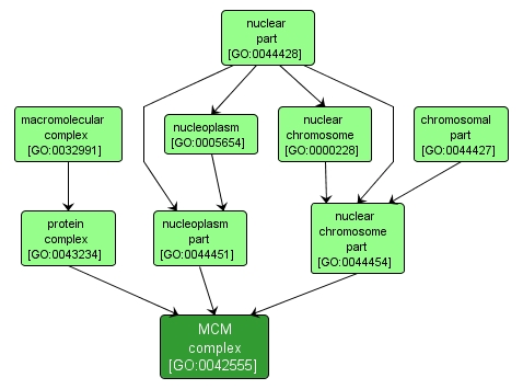 GO:0042555 - MCM complex (interactive image map)