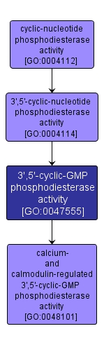GO:0047555 - 3',5'-cyclic-GMP phosphodiesterase activity (interactive image map)