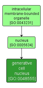 GO:0048555 - generative cell nucleus (interactive image map)