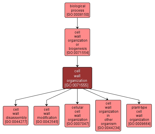 GO:0071555 - cell wall organization (interactive image map)