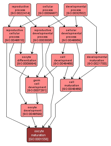 GO:0001556 - oocyte maturation (interactive image map)