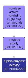 GO:0004556 - alpha-amylase activity (interactive image map)