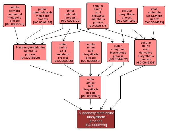 GO:0006556 - S-adenosylmethionine biosynthetic process (interactive image map)