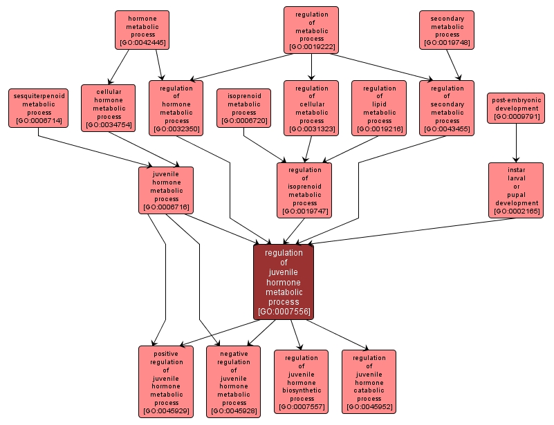 GO:0007556 - regulation of juvenile hormone metabolic process (interactive image map)
