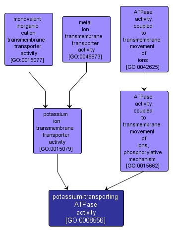 GO:0008556 - potassium-transporting ATPase activity (interactive image map)