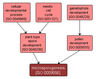 GO:0009556 - microsporogenesis (interactive image map)