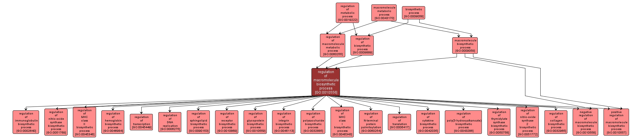 GO:0010556 - regulation of macromolecule biosynthetic process (interactive image map)