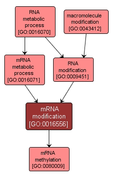 GO:0016556 - mRNA modification (interactive image map)
