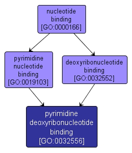 GO:0032556 - pyrimidine deoxyribonucleotide binding (interactive image map)