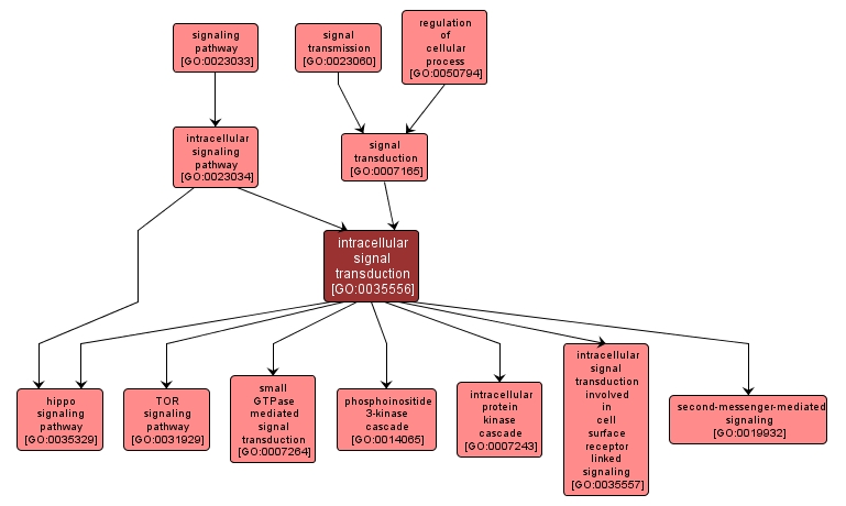 GO:0035556 - intracellular signal transduction (interactive image map)