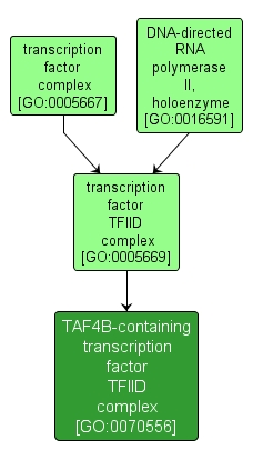 GO:0070556 - TAF4B-containing transcription factor TFIID complex (interactive image map)