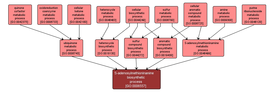 GO:0006557 - S-adenosylmethioninamine biosynthetic process (interactive image map)