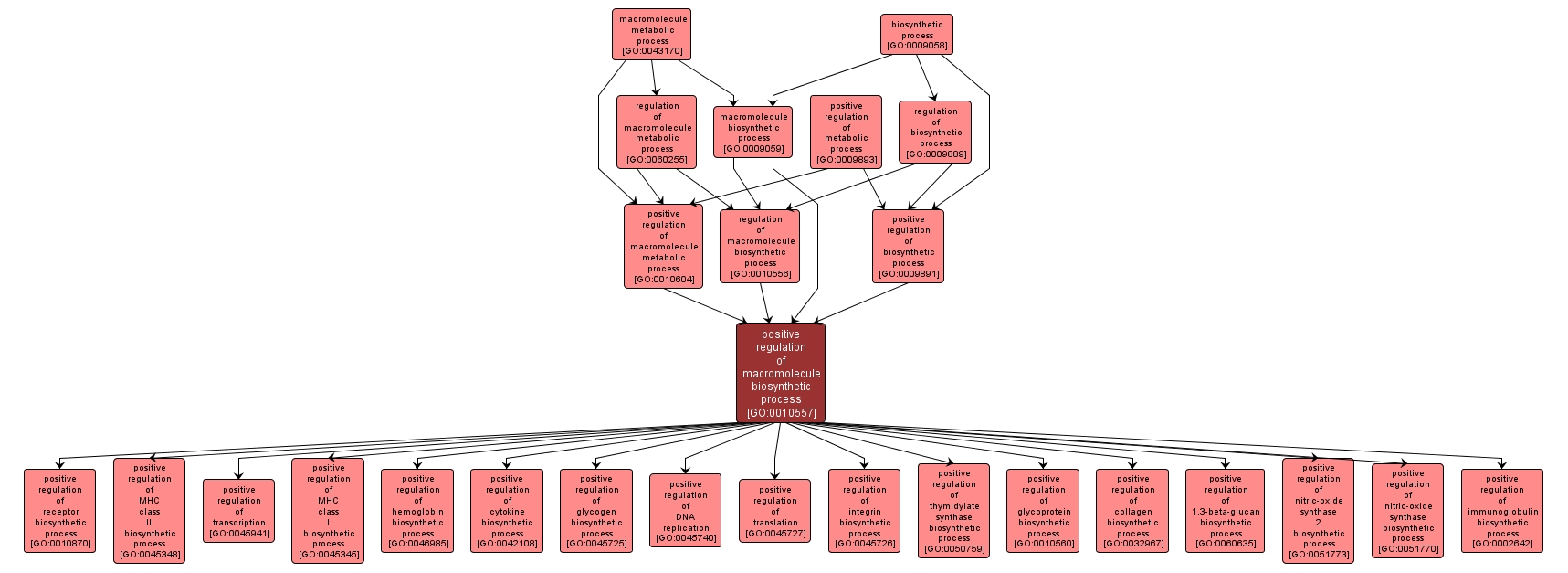 GO:0010557 - positive regulation of macromolecule biosynthetic process (interactive image map)