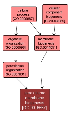 GO:0016557 - peroxisome membrane biogenesis (interactive image map)