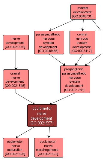 GO:0021557 - oculomotor nerve development (interactive image map)