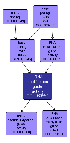 GO:0030557 - tRNA modification guide activity (interactive image map)