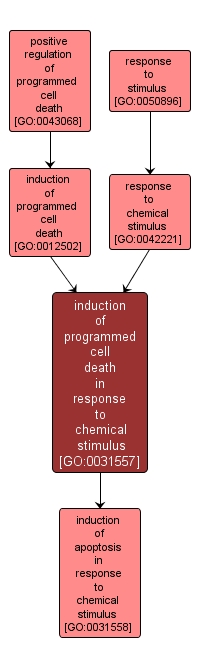 GO:0031557 - induction of programmed cell death in response to chemical stimulus (interactive image map)