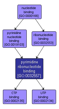GO:0032557 - pyrimidine ribonucleotide binding (interactive image map)