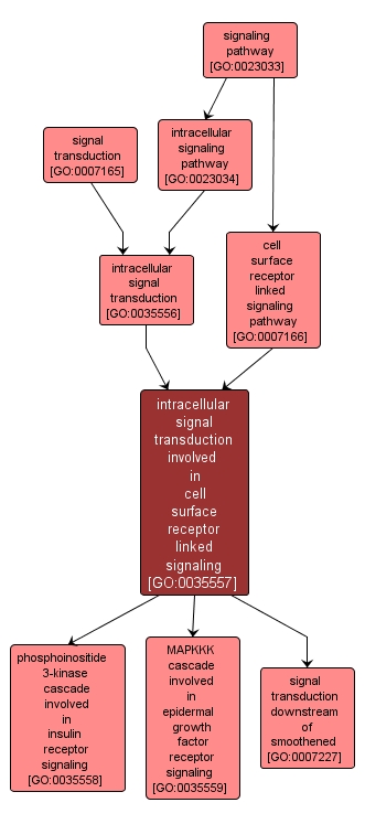 GO:0035557 - intracellular signal transduction involved in cell surface receptor linked signaling (interactive image map)