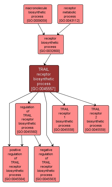 GO:0045557 - TRAIL receptor biosynthetic process (interactive image map)