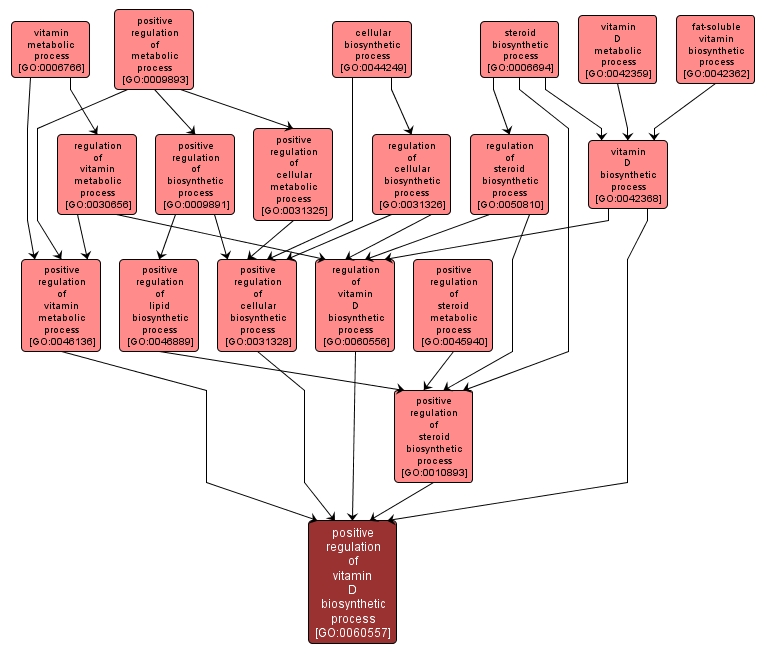 GO:0060557 - positive regulation of vitamin D biosynthetic process (interactive image map)