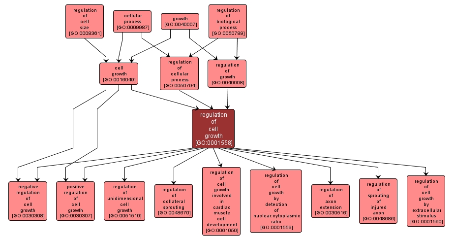 GO:0001558 - regulation of cell growth (interactive image map)