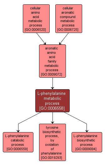 GO:0006558 - L-phenylalanine metabolic process (interactive image map)