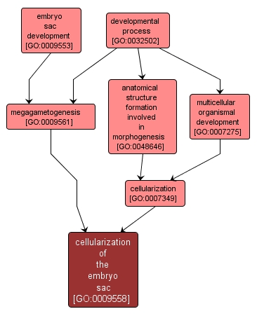 GO:0009558 - cellularization of the embryo sac (interactive image map)