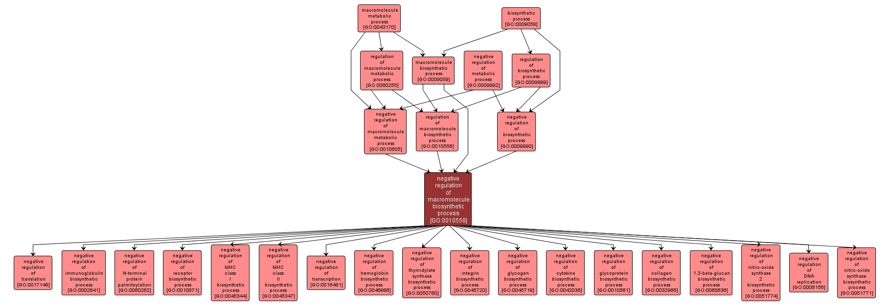 GO:0010558 - negative regulation of macromolecule biosynthetic process (interactive image map)