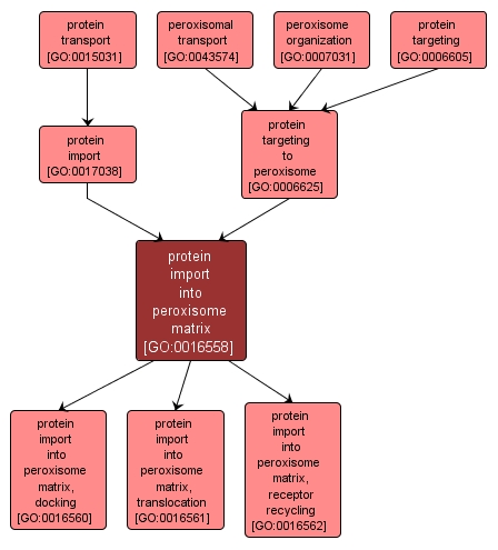 GO:0016558 - protein import into peroxisome matrix (interactive image map)