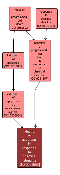 GO:0031558 - induction of apoptosis in response to chemical stimulus (interactive image map)