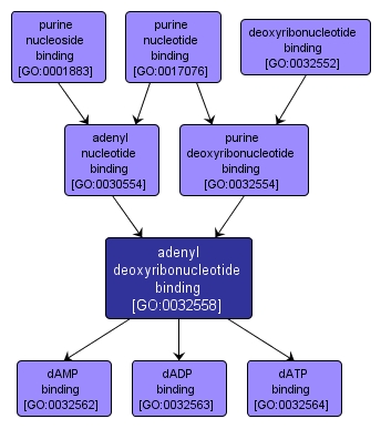 GO:0032558 - adenyl deoxyribonucleotide binding (interactive image map)