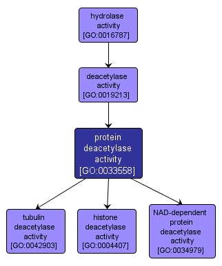GO:0033558 - protein deacetylase activity (interactive image map)