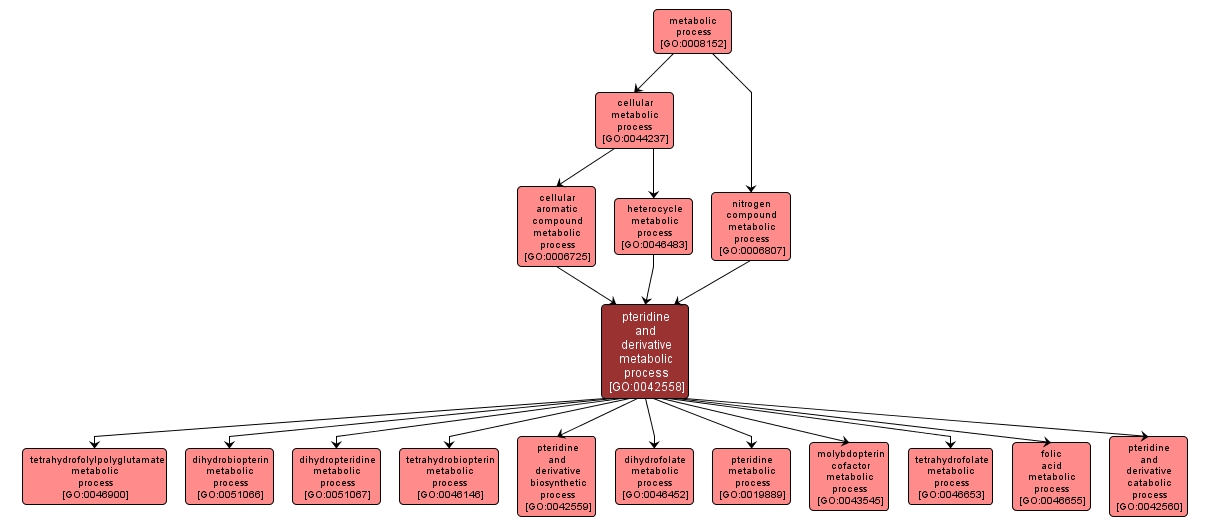 GO:0042558 - pteridine and derivative metabolic process (interactive image map)